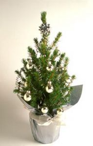 small picea glauca conica, decorated (25-30cm) - outdoor plant