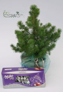 Christmas joghurt chocolate with silver spruce - outdoor plant