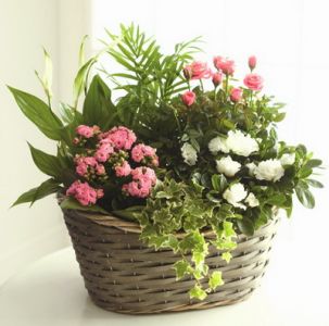 Blühende Pflanzen in rosa Farben in einem Korb - Innen- und Außenpflanzen gemischt