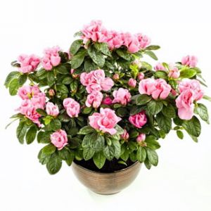 azalea with ceramic pot - can be kept indoors or outdoors