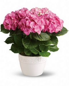 pink hydrangea in ceramic pot - balcony plant