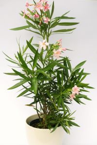 Oleander im Topf in verschiedenen Farben - Balkonpflanze