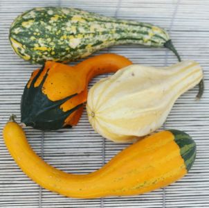 pumpkin real 1p (17-22cm)