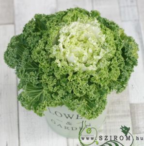 Grün Kohl im Blumentopf (20cm) - Balknpflanze