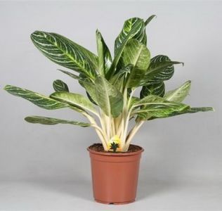 Aglaonema Keylime im Topf (t:24cm, h:80cm) - Zimmerpflanze