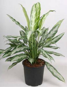 Aglaonema Black Lance im Topf (t:24cm, h:75cm) - Zimmerpflanze