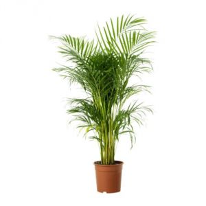 Chrysalidocarpus im Topf (t:24cm, h:150cm) - Zimmerpflanze