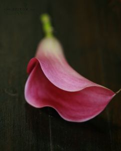 Vőlegény kitűző kálából (rózsaszín)
