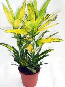 Codiaeum 'Sunny Star' with pot (p:25cm, h:80cm) - indoor plant