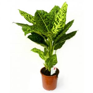 Diffenbachia reflector with pot (p:24cm, h:75cm) - indoor plant