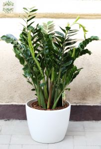 Zamioculcas zamiifolia with pot 110cm - indoor plant