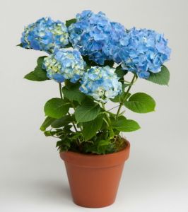 blaue Hortensie im Keramiktopf - Balkonpflanze