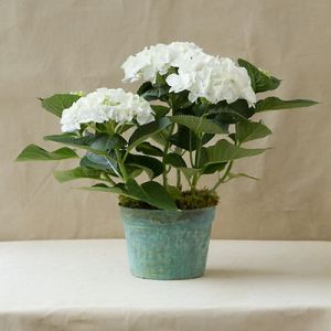 hortenzia kaspóval, fehér - balkon növény