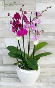 2 phalaenopsis orchids in ceramic pot