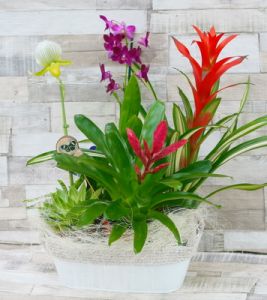 special blooming plant basket - indoor plants mixed