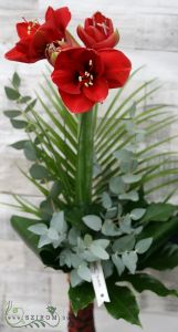 amaryllis with greenery 