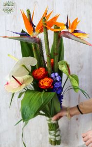 Parallel bouquet with strelitzias, anthuriums