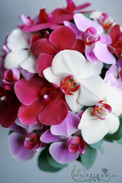 Menyasszonyi csokor (phalaenopsis, fehér, rózsaszín)