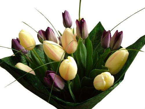 20 tulips in a round bouquet