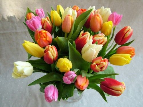 30 tulips in a vase