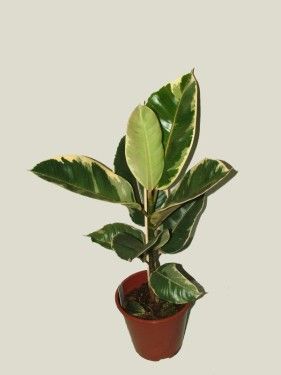 Ficus elastica mit weissgemischtem Laub im Topf<br>(30cm)  - Zimmerpflanze