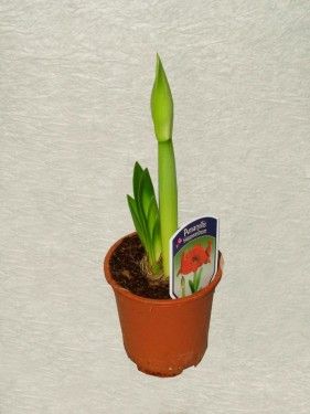 Hippeastrum hortorum (Amaryllis) im Korb- Zimmerpflanze