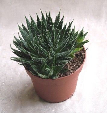 Aloe (20cm) - Zimmerpflanze