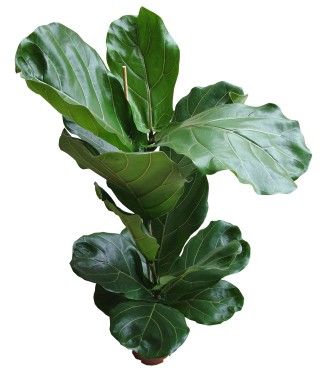 Ficus lyrata im Topf<br>(1,2m) - Zimmerpflanze