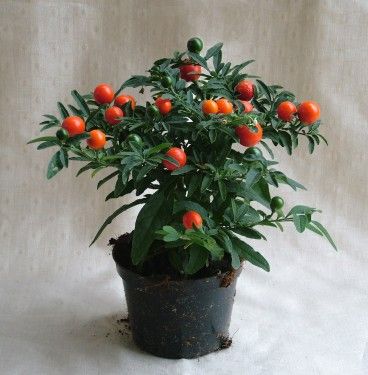 Solanum pseudocapsicum<br>(15cm) - szobanövény