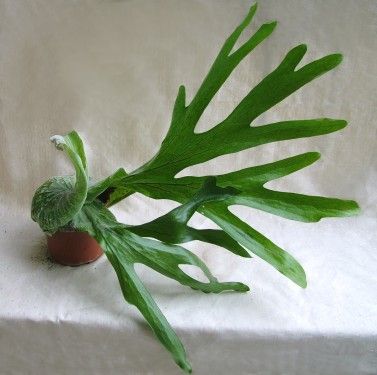 Platycerium bifuractum (Elkhorn fern)<br>(40cm) - indoor plant