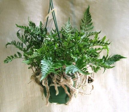 Davallia (Deersfoot fern)<br>(25cm) - indoor plant