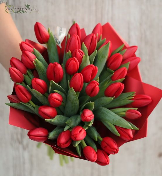 35 red tulips in round bouquet