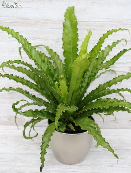 Asplenium in pot