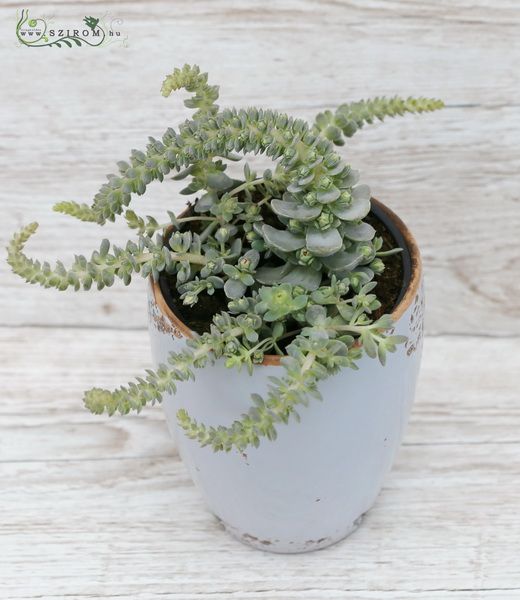 Orastachis in pot