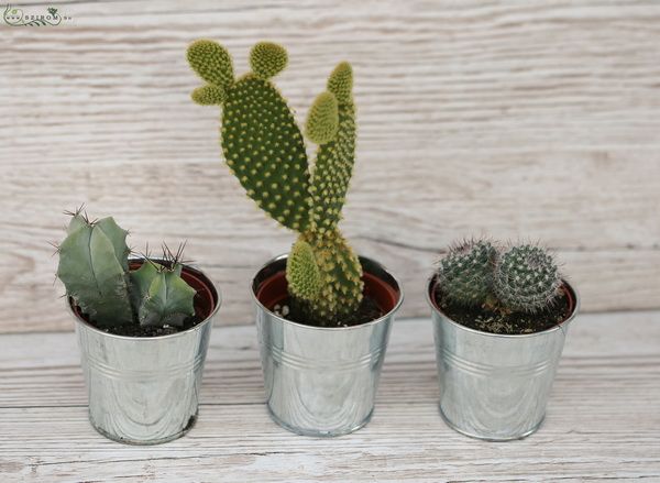 3 cactee in pot