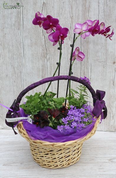 lila növénykosár (beltéri és kültéri növények)