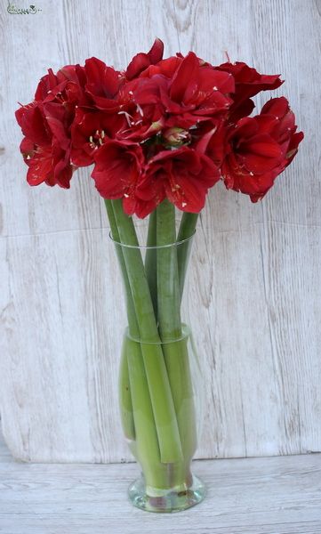 5 beautiful amaryllis in vase (amaryllis, red)