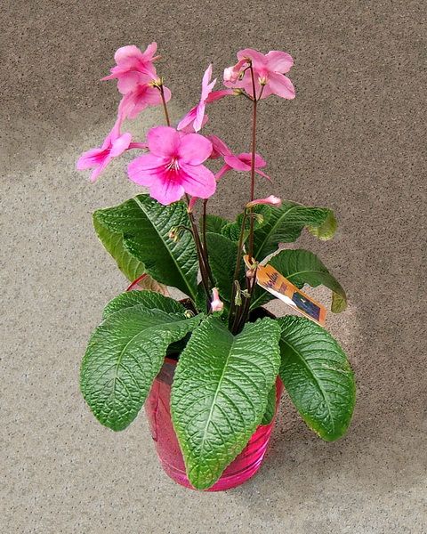 Streptocarpus in cheramic pot, in various colors