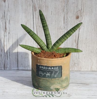 Sansevieria mit zylindrischen Blätter in Topf