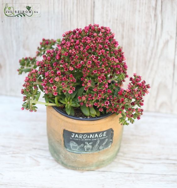 rosafarbige Sedum in Töpfe 