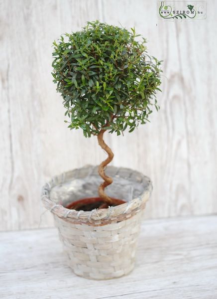 myrtle with twisted trunk (40cm)