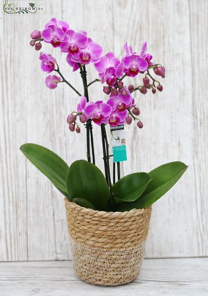 Sokvirágú középtermetű orchidea kaspóval