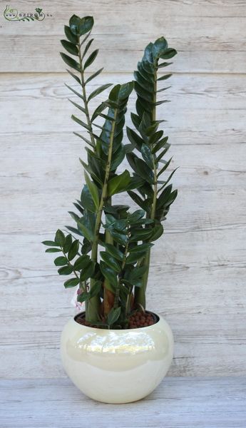 Grosse Zamia (21 cm topf) im Keramik