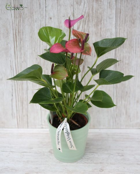 anthurium with pot