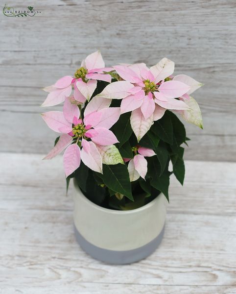 Euphorbia pulcherrima pink in pot