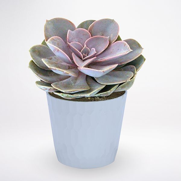 Echeveria Lilacina kaspóval  (beltéri)