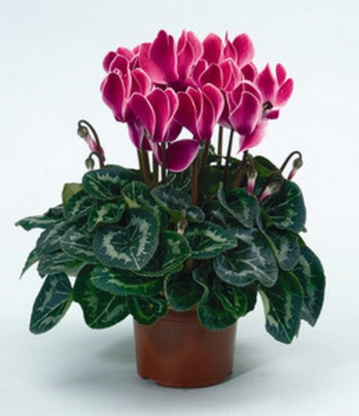 midi cyclamen in pot in different colors