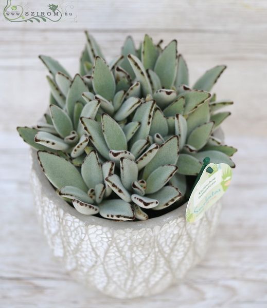 Kalanchoe Tomentosa kaspóval (nyuszifül)