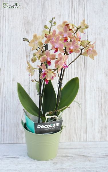 Multiflora  orchid in pot