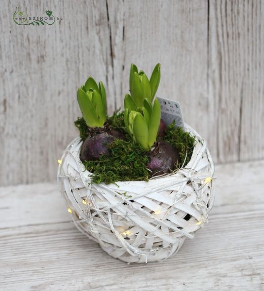 Hyacinth arrangement in basket with lights